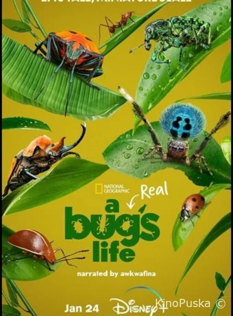 Сериал Настоящая жизнь жука / A Real Bug's Life 2024 смотреть онлайн 2 сезон 6 серия